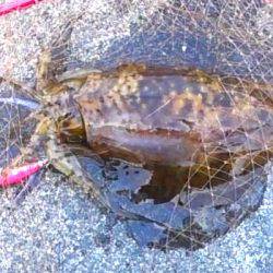 満月大潮アオリイカ６連発